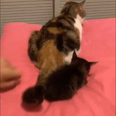 古希腊猫猫神的侍者 动图 给您放一放脑子里的水