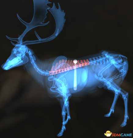 猎人荒野的呼唤个动物秒杀位置介绍