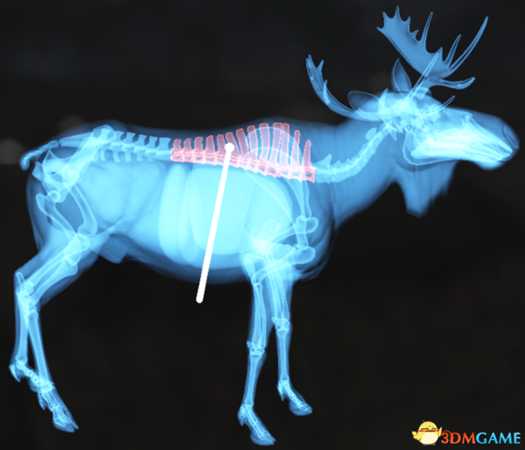 猎人荒野的呼唤个动物秒杀位置介绍