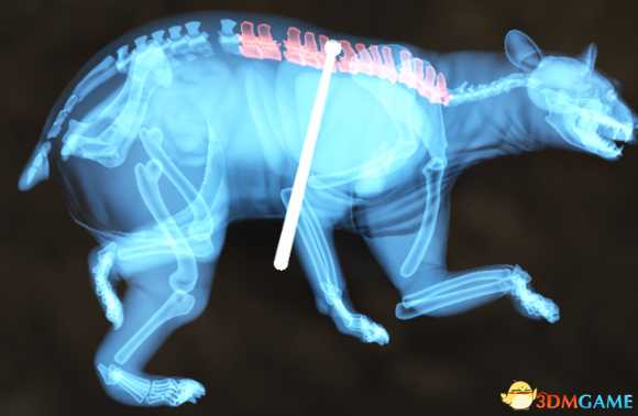 猎人荒野的呼唤个动物秒杀位置介绍