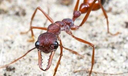 世界上最大的蚂蚁(体长可达3.7厘米，且力大无穷)