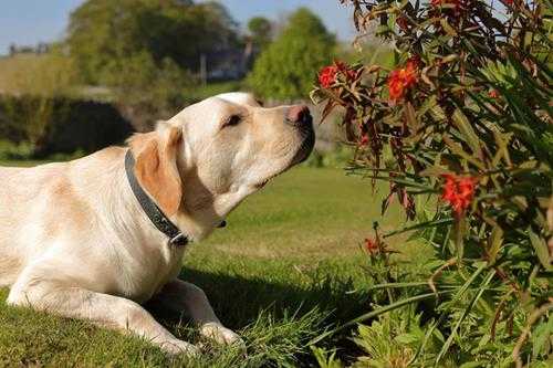 导盲犬一般是什么品种(筛选训练流程是什么)