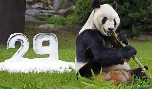 熊猫是几级保护动物(熊猫的特点和生活特征)