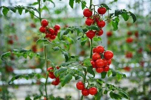 番茄种子不催芽直接种可以吗（发芽率高一般不需要进行催芽）