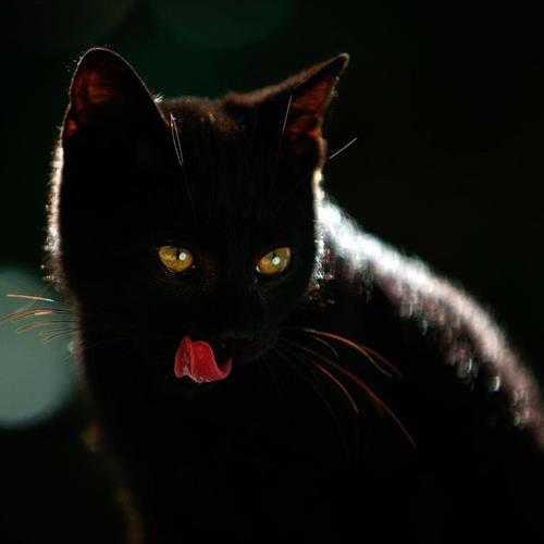 纯黑的猫一般人养不了(老一辈告诫：养猫不能养黑猫)