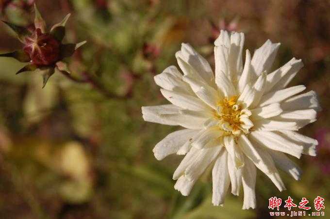 手机摄影技巧:轻松掌握经典构图方法拍出不输单反的大片