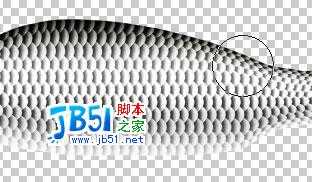 Photoshop精致鼠绘实例:逼真的鱼