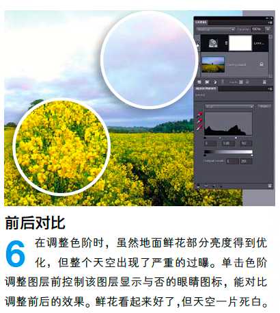 PS调整油菜花图片的光线与色彩
