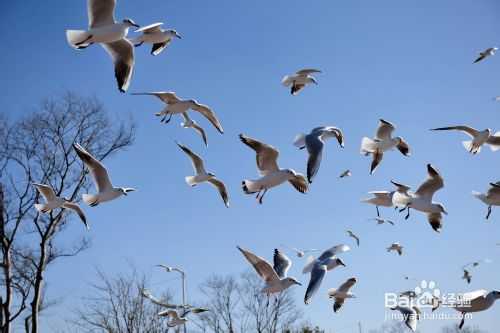 数码单反相机拍摄入门技巧心得之二：力求画面简洁
