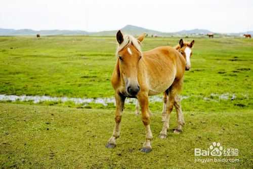 数码单反相机拍摄技巧心得之三:强化集中到被摄主体