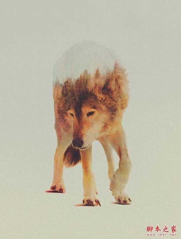 遭遇动物世界 双重曝光 创造出别致的图像