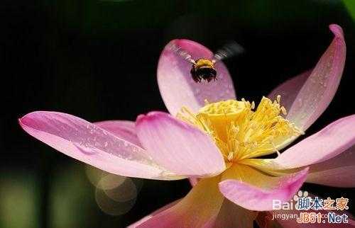 摄影:单反相机中P、A、S、M四种曝光模式的用法详解