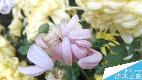 手机摄影必知的10个入门技巧 让你成为专业拍照达人