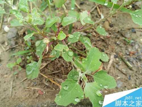 如何能拍摄一张质量不错的绿植照片