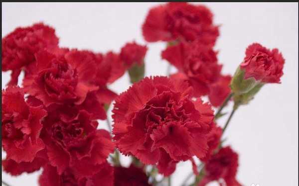 PS怎么使用蒙版制作贺卡?