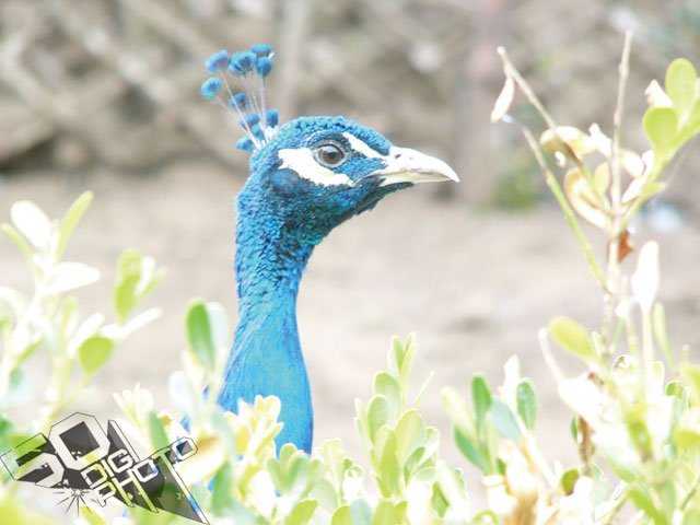 为什么照片老是过曝或过暗呢?怎么用色阶图看照片的曝光量?