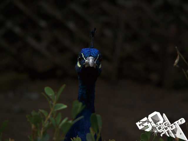 为什么照片老是过曝或过暗呢?怎么用色阶图看照片的曝光量?