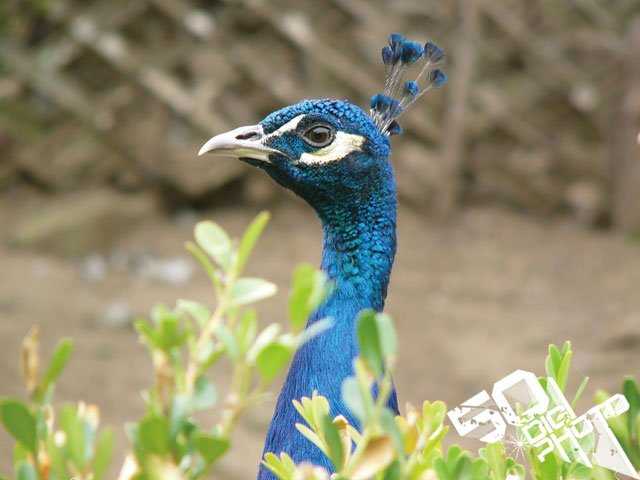 为什么照片老是过曝或过暗呢?怎么用色阶图看照片的曝光量?